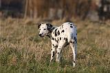 DALMATIEN 437